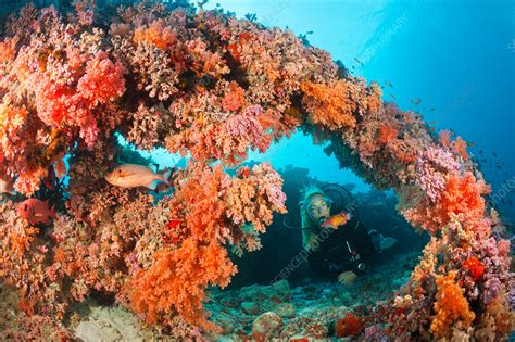 Scuba Diving on Coral Reef - Stock Image - C031/8564 - Science Photo ...