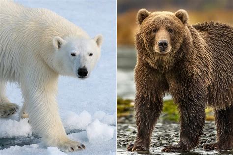 Understanding Polar Bear And Grizzly Bear: Their Distinctive ...