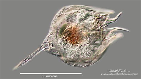 Photographing Rotifers - The Canadian Nature Photographer