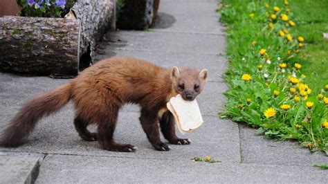 Why Rewilding Pine Marten Is Under The Spotlight?