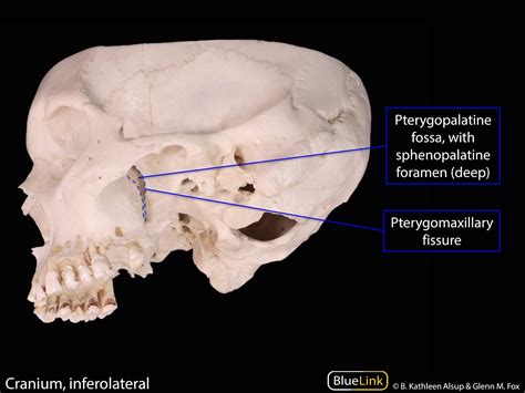 S12 Pterygopalatine Fossa and Palate - Learning Objectives - BlueLink