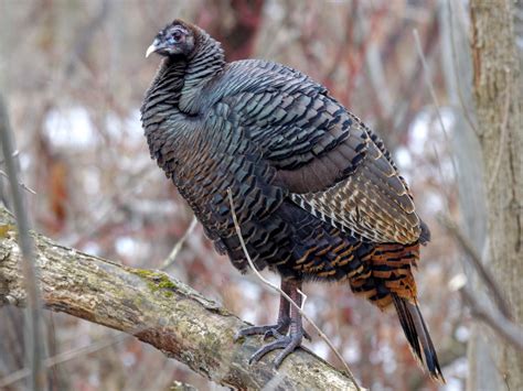 Wild Turkey - eBird