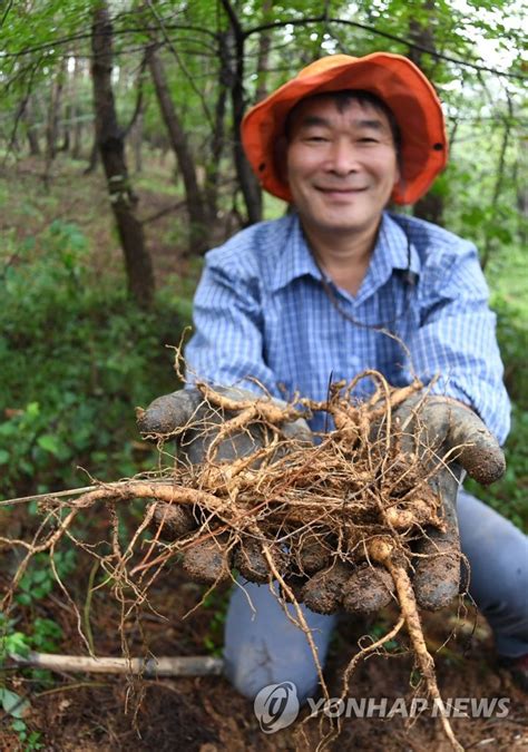 Harvesting ginseng cultivated in wild | Yonhap News Agency