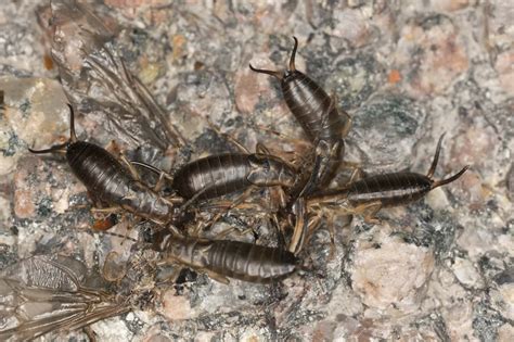 Earwig Life Cycle - Egg, Baby, and Adult Earwig Stages