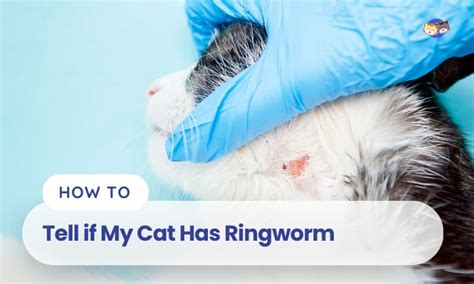 Fungus Detection Lamp Ringworm Cats Cat Skin Ringworm, 60% OFF