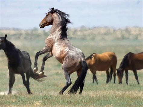 Who's Killing Arizona's Heber Wild Horses? 15 Dead So Far In 2020 ...