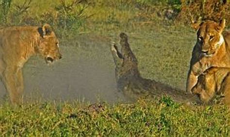 Crocodile Attack Lion