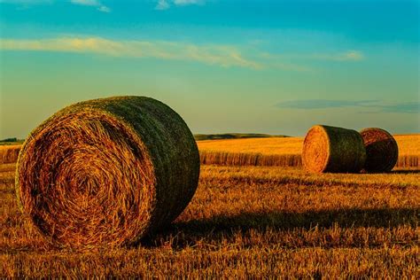 Round Hay Bales in Weatherford, Oklahoma