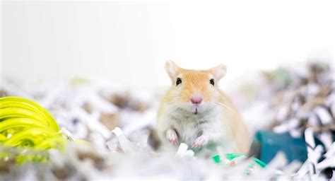 Best Gerbil Bedding For Keeping Them Comfy And Cozy