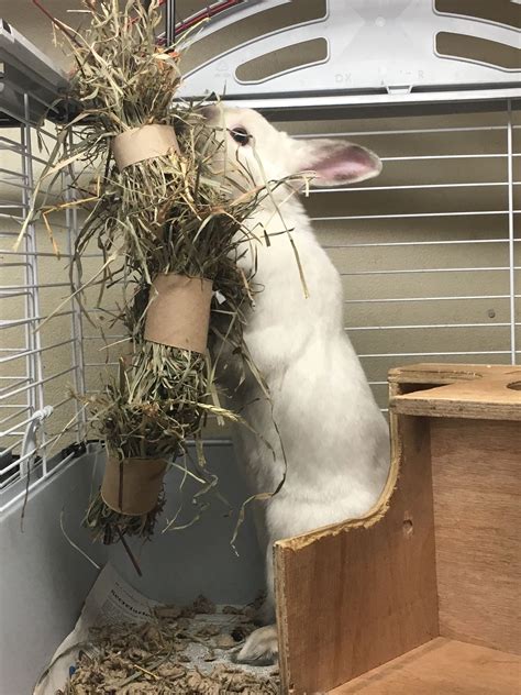 Rabbit foraging enrichment - hay hanging in toilet paper rolls ...