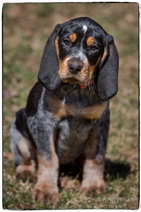 coonhound dog - Google Search Hound Puppies, Hound Dog, Cute Puppies ...