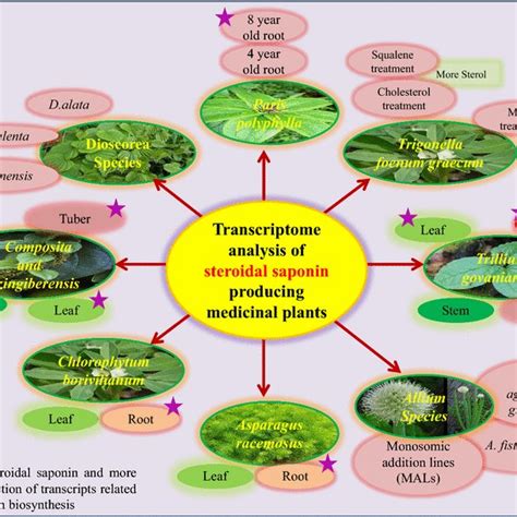 Steroidal saponin biosynthetic pathway: a overview of steroidal saponin ...