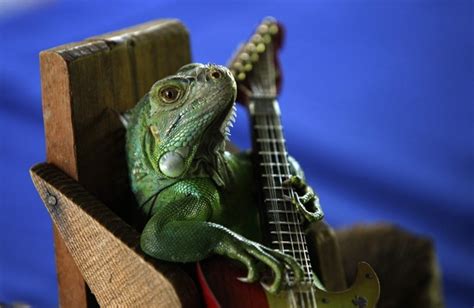 Funny Iguana - Pets Cute and Docile