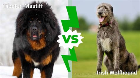 Tibetan Mastiff vs. Irish Wolfhound: 4 Key Differences Explained - A-Z Animals