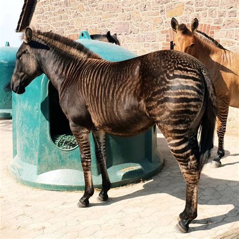 A zorse is an animal hybrid that's a cross between a horse and zebra. They look like a horse but ...