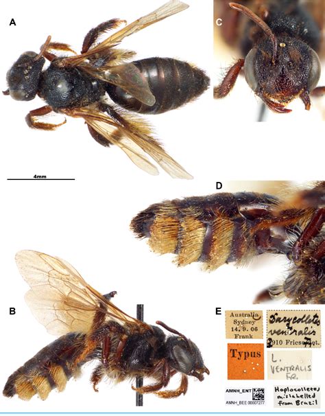 Figure 2 from Two continents and two names for a Neotropical colletid ...