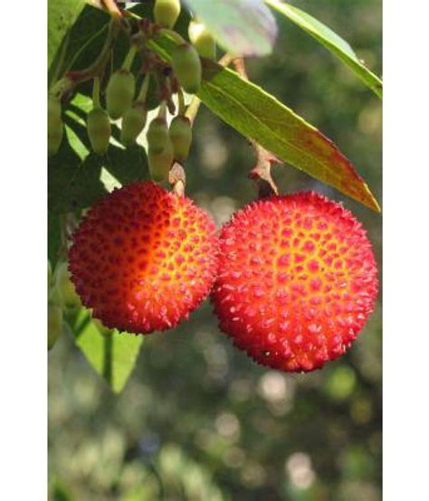 Arbutus Unedo Strawberry Tree Fruit: Buy Arbutus Unedo Strawberry Tree Fruit Online at Low Price ...