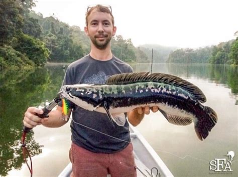 French Family Sojourn in Royal Belum for Giant Snakehead - Sport Fishing Asia