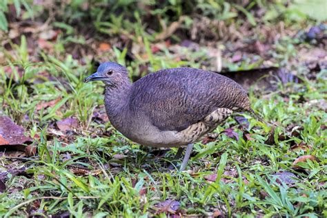 Undulated Tinamou (Crypturellus undulatus), a common floodplain tinamou... | Download Scientific ...