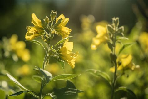 Wolfsbane Flower Meaning, Symbolism & Spiritual Significance - Foliage ...