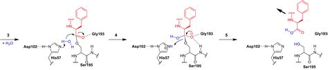 Chymotrypsin B