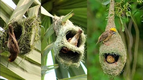 Building Nest And Paper For Wild Birds - unique rare bird