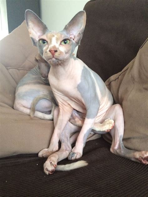 Sphynx Hairless Cat, Sphynx, Lykoi, Oriental Cat, Dream's Cat, Devon Rex, Southern Africa, Kitty ...