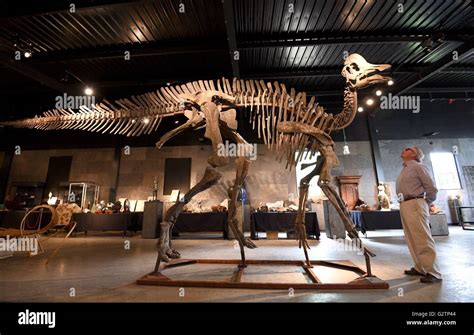 Auctioneer James Rylands looks up at 'Freya' a fossilised Hypacrosaurus Stebingeri, one of the ...