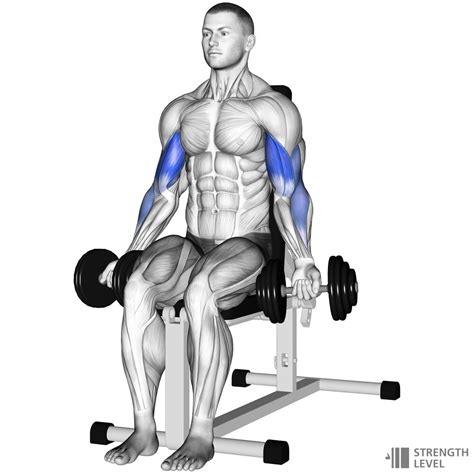 Seated Dumbbell Curl Standards for Men and Women (lb) - Strength Level