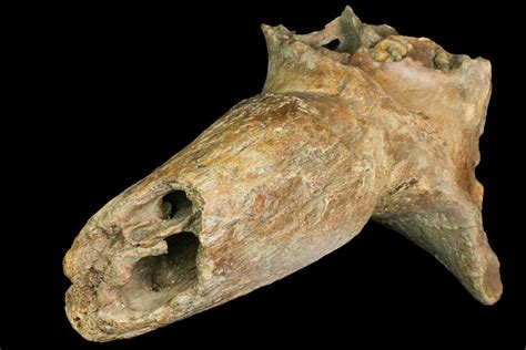 12.5" Pleistocene Aged Fossil Bison Skull Section with Horn - Kansas (#150448) For Sale ...