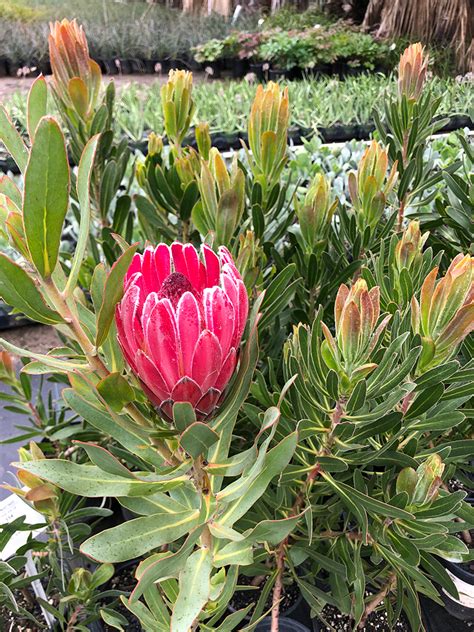 The Beautiful and Varied Blooms of the Protea Family — FLORA GRUBB GARDENS