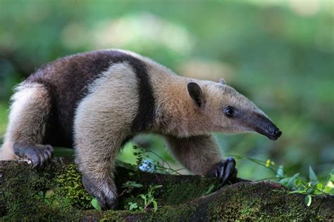 9 Fascinating Anteater Facts