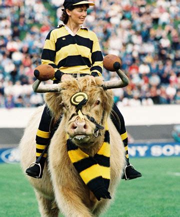 Taranaki rugby union's bid for live bull mascot | Stuff.co.nz