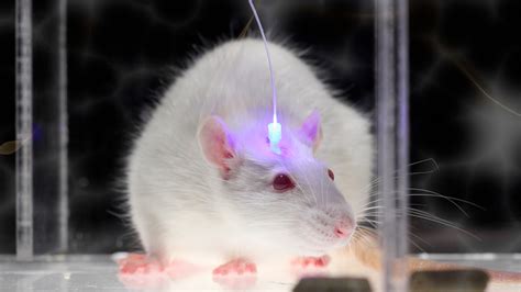 Watch Optogenetics and Enhancing Brain Functions | WIRED Live | WIRED