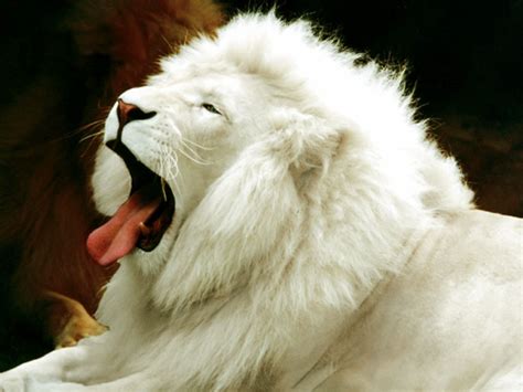 Wallpapers Download: White Lion Desktop Wallpapers 2012 Download Free