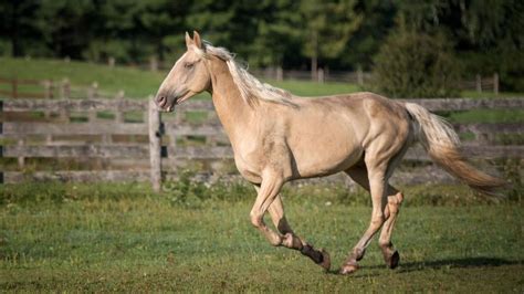 Horses | Windows Themes