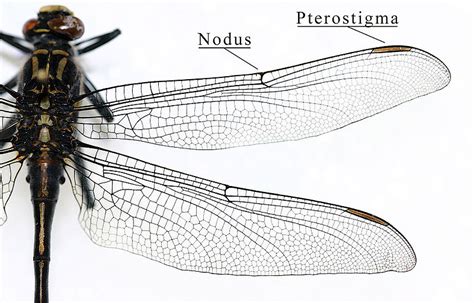 What is the Difference Between Wings of Insects and Birds - Pediaa.Com