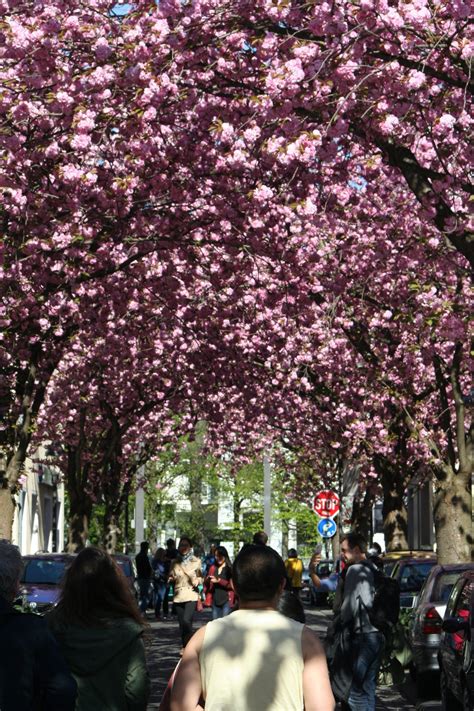 Bonn Cherry Blossoms – Bonn, Germany - Atlas Obscura