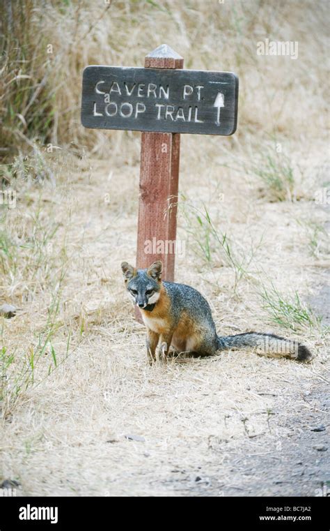 Island Fox (Urocyon littoralis), ENDANGERED, Santa Cruz Island, Channel ...