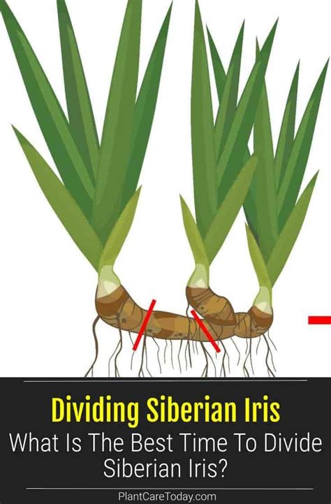 Dividing Siberian Iris Plants: How To And When To Divide Siberian Iris | Iris flowers garden ...