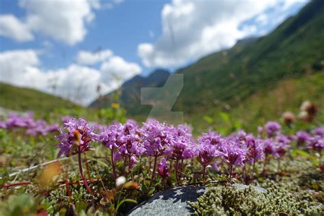 Alps Flowers by TusneldasGallery on DeviantArt