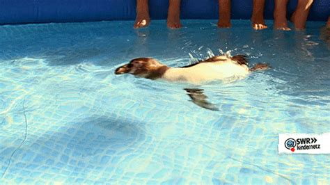 Swimming Penguin GIFs - Get the best GIF on GIPHY