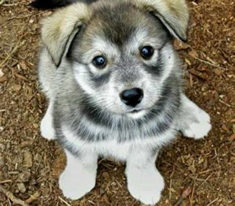 Husky Wolf Mix Puppies