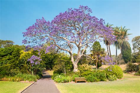 90 Best Flowering Trees for Florida (by Color & w/ Photos)- ProGardenTips