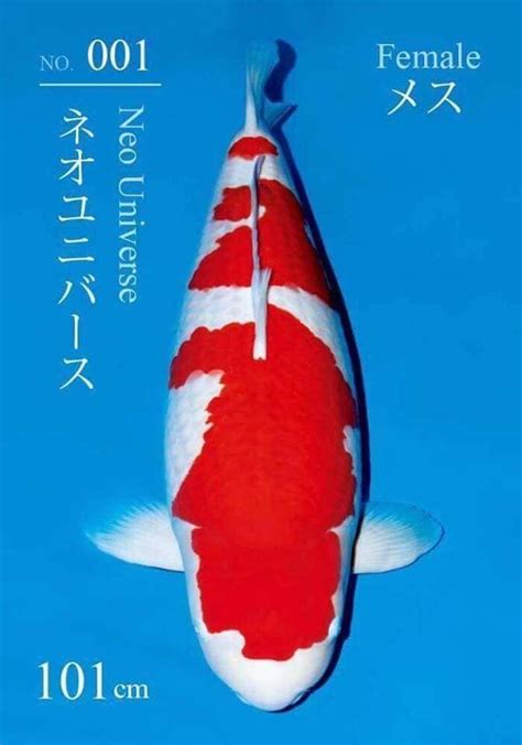 Ikan Koi Jepang – newstempo