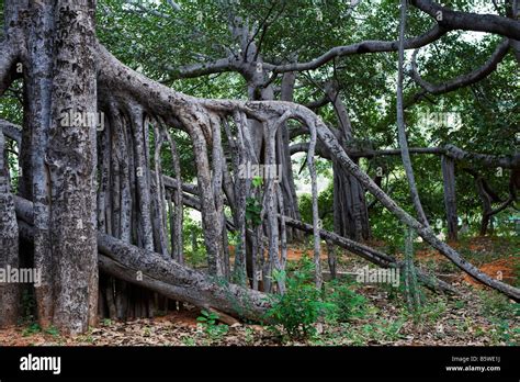 Ficus Benghalensis. Thimmamma Marrimanu banyan tree, Near Kadiri, Andhra Pradesh, India. South ...