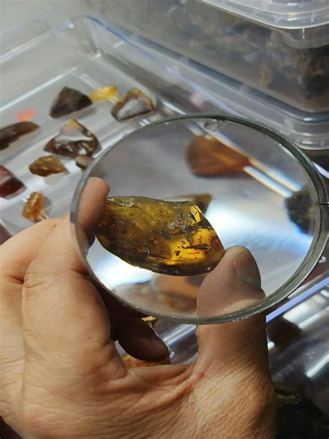 Amber Analysis and Palaeoentomology Laboratory | Birbal Sahni Institute ...