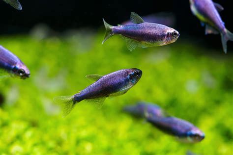 Blue Emperor Tetra: Size, Tank Mates, Temperament & More