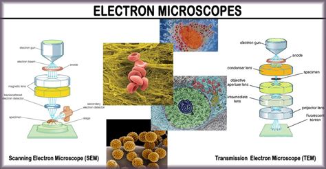 What Is An Electron Microscope? 4 Types Of EM - VacCoat