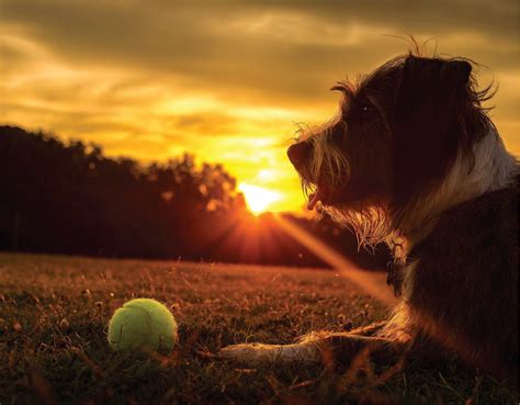 Short Days Mean Dark Nighttime Walks | Pet Companion Magazine